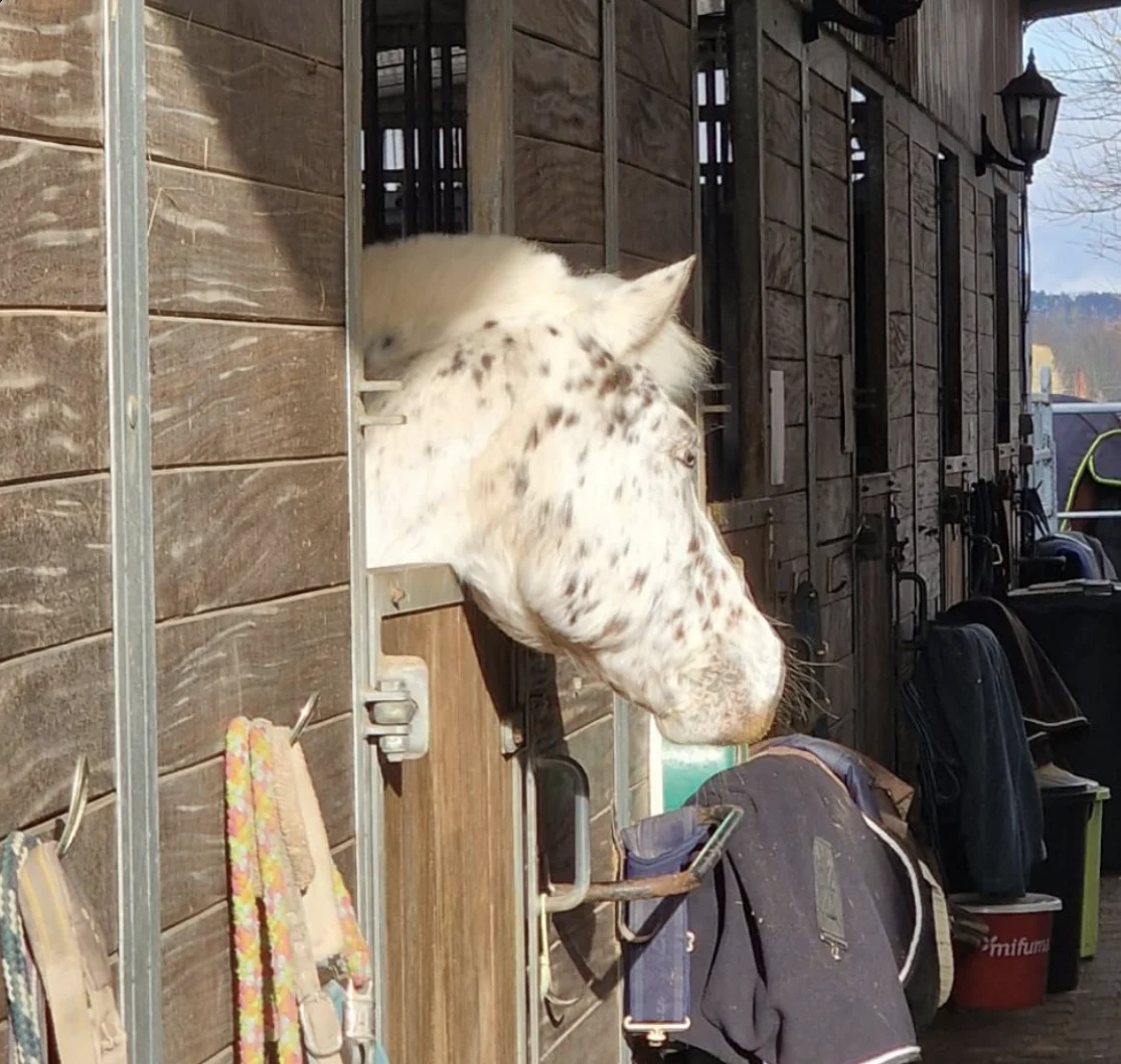 Ein Pferd schaut aus einer Box der Reitanlage